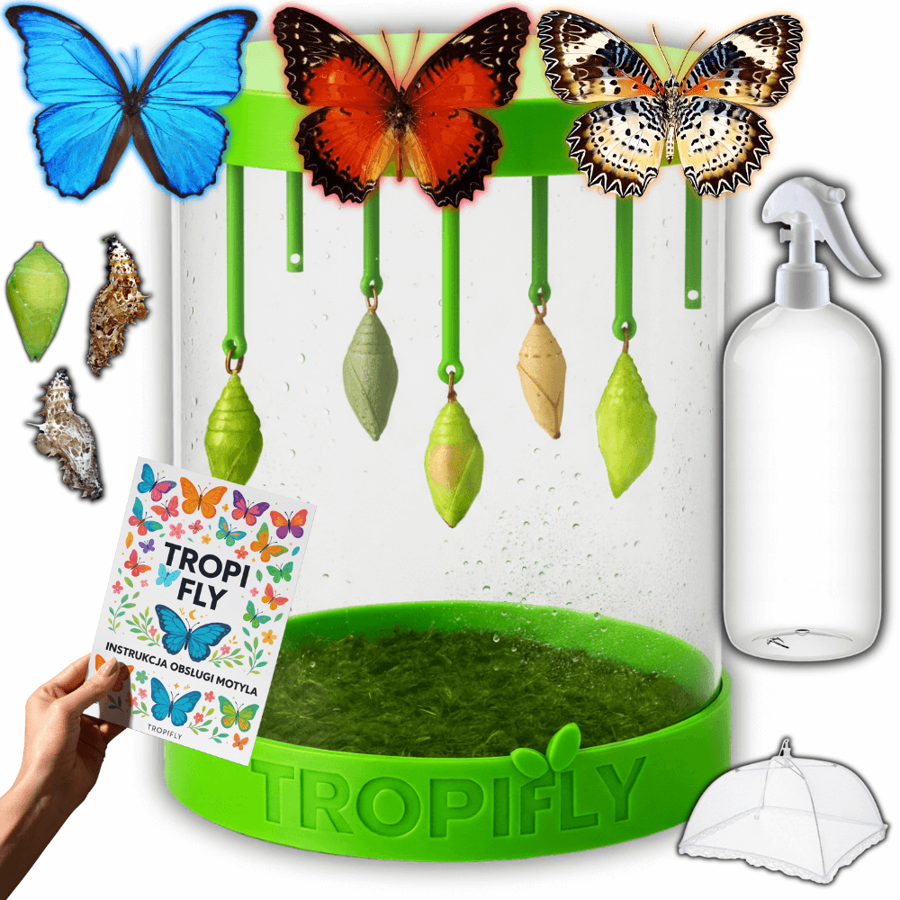 MOTYLOVE™- Zestaw MAXI